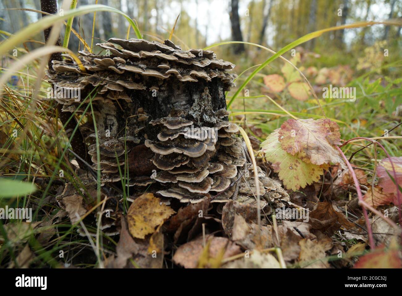 Mushroom parasite. Tinder fungus (Trametes versicolor) grows on a birch stump in the autumn forest. Stock Photo
