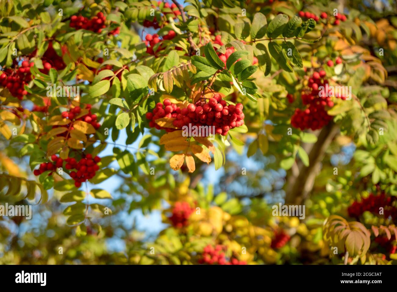 Berries of the Mountain ash (lat. Sorbus aucuparia) among autumn foliage. Stock Photo
