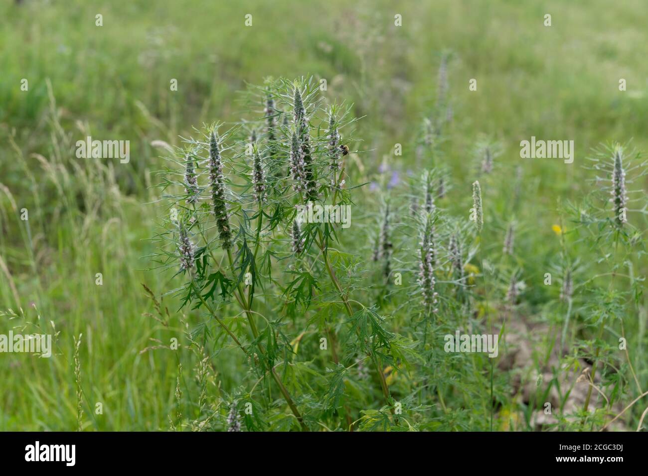Medicinal plant of Motherwort herb (Herba Leonuri) blooms in the meadow in summer. Stock Photo