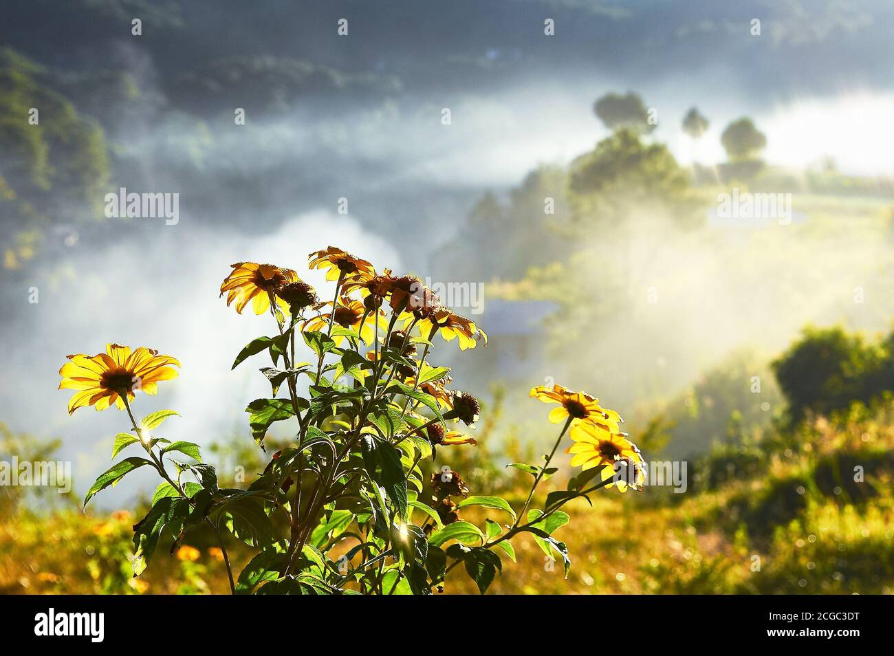 Scenic view of yellow flowers against a foggy cloudy mountain background with warm summer atmosphere near Sagada town during vacation time Stock Photo
