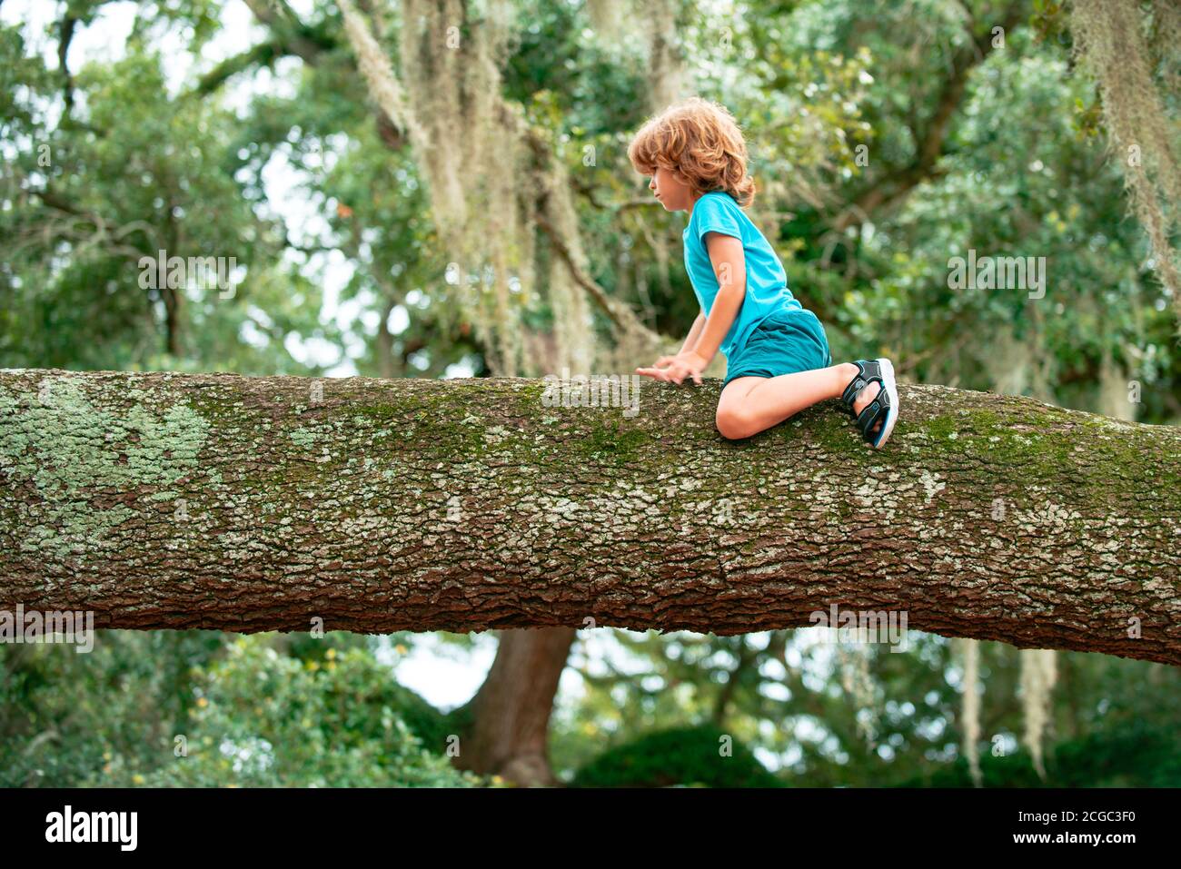 Kids climbing trees. Young boy Child having fun in the park. Stock Photo
