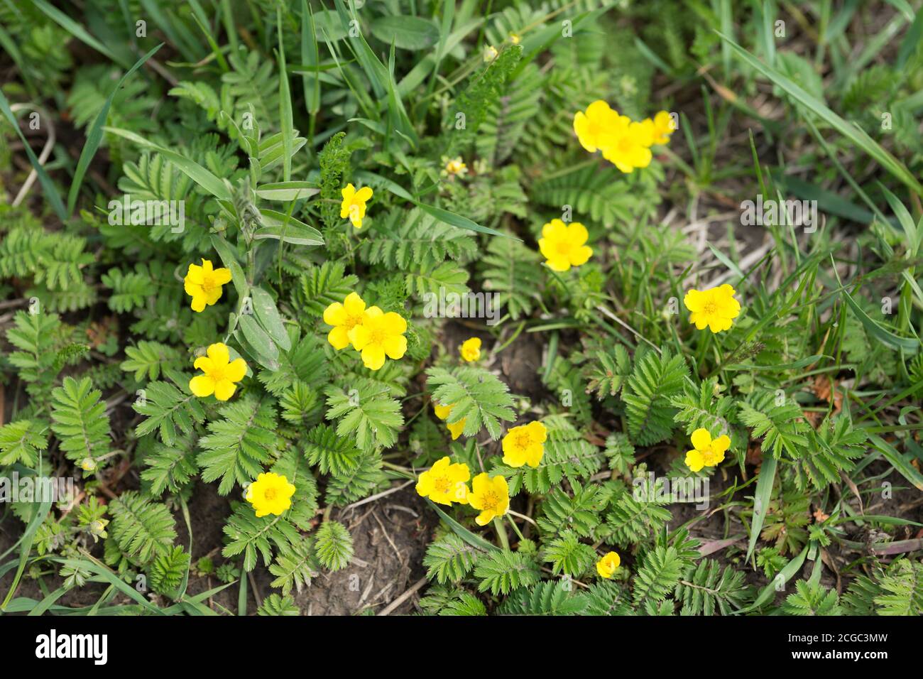 Pawtidae gooseneck, or goosefoot (Latin Potentilla anserina) with yellow flowers spreads on the ground. View from above. Stock Photo