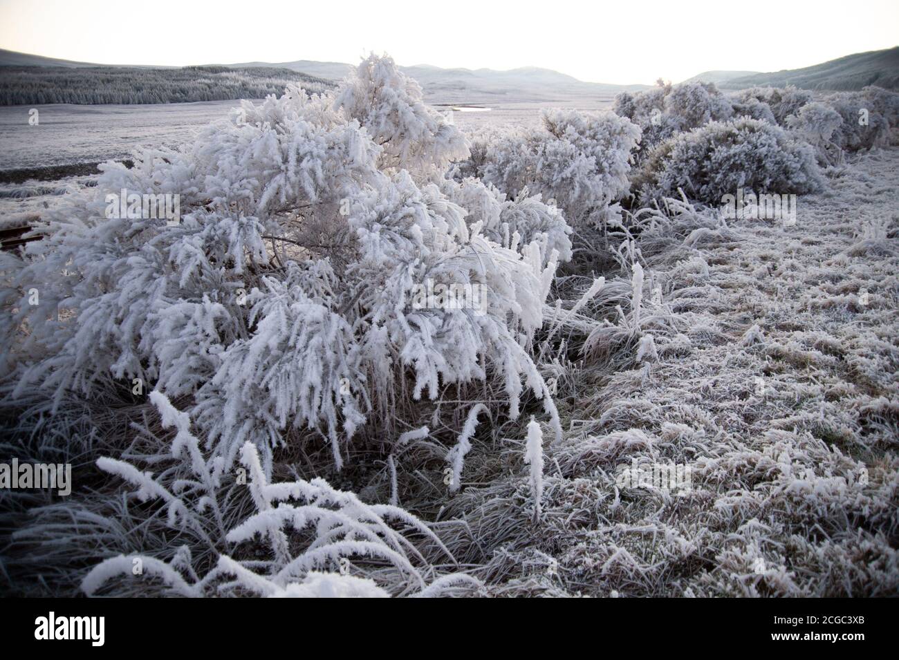 Frozen hedgerow in Applecross, Scotland Stock Photo