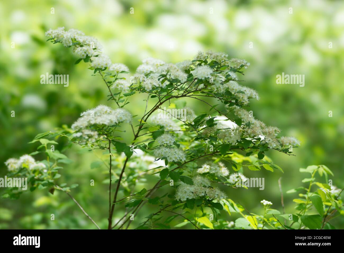 Blooming branch of wild white spiraea  (Spiraea chamaedryfolia) in a forest illuminated by the sun. Stock Photo