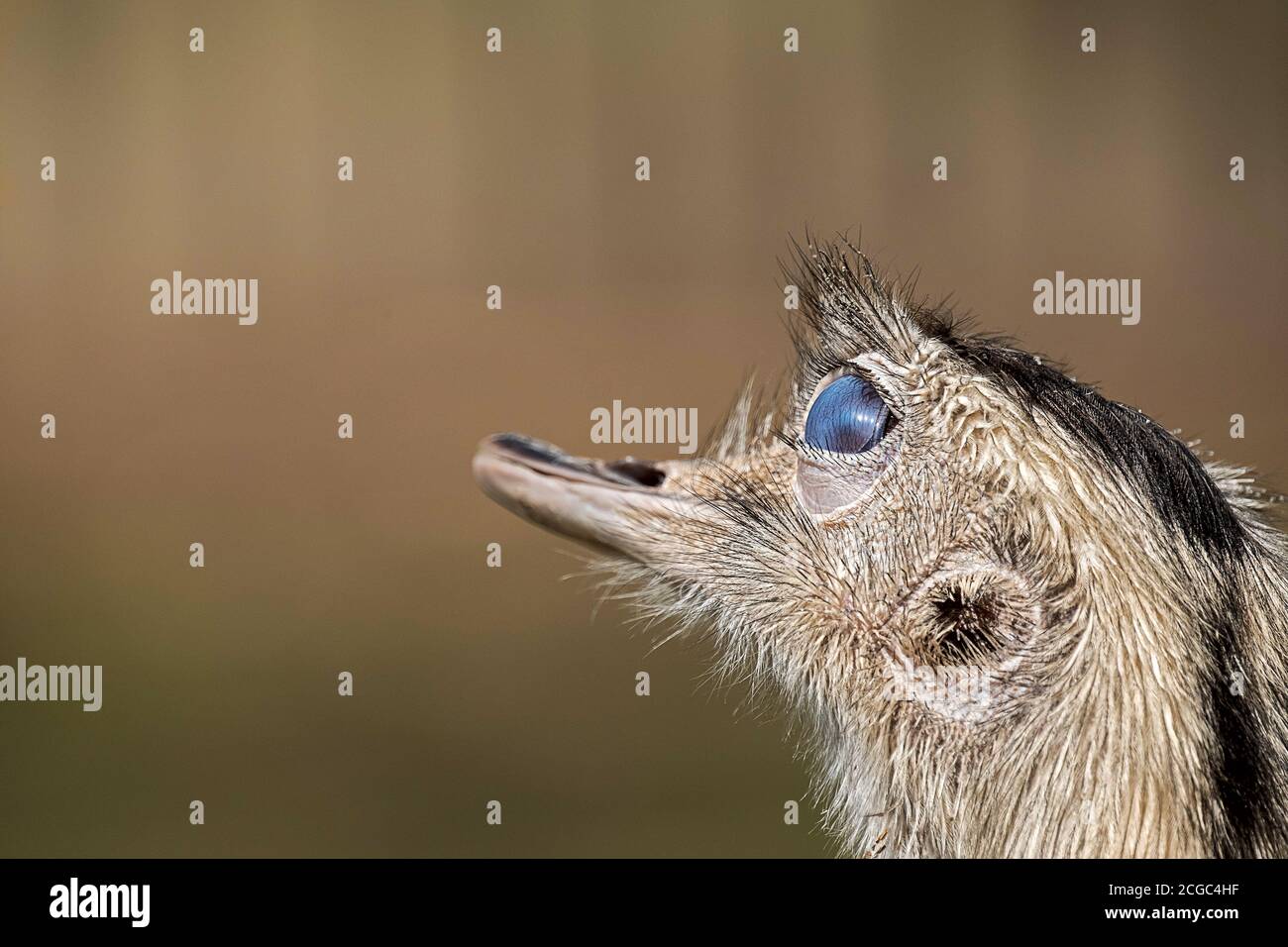The nictitating membrane is a transparent  third eyelid which occur in some bird species, here a greater rhea Stock Photo