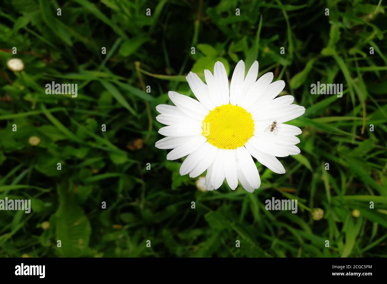 Flowerhead of Oxeye daisy or Moon daisy perennial Stock Photo Alamy
