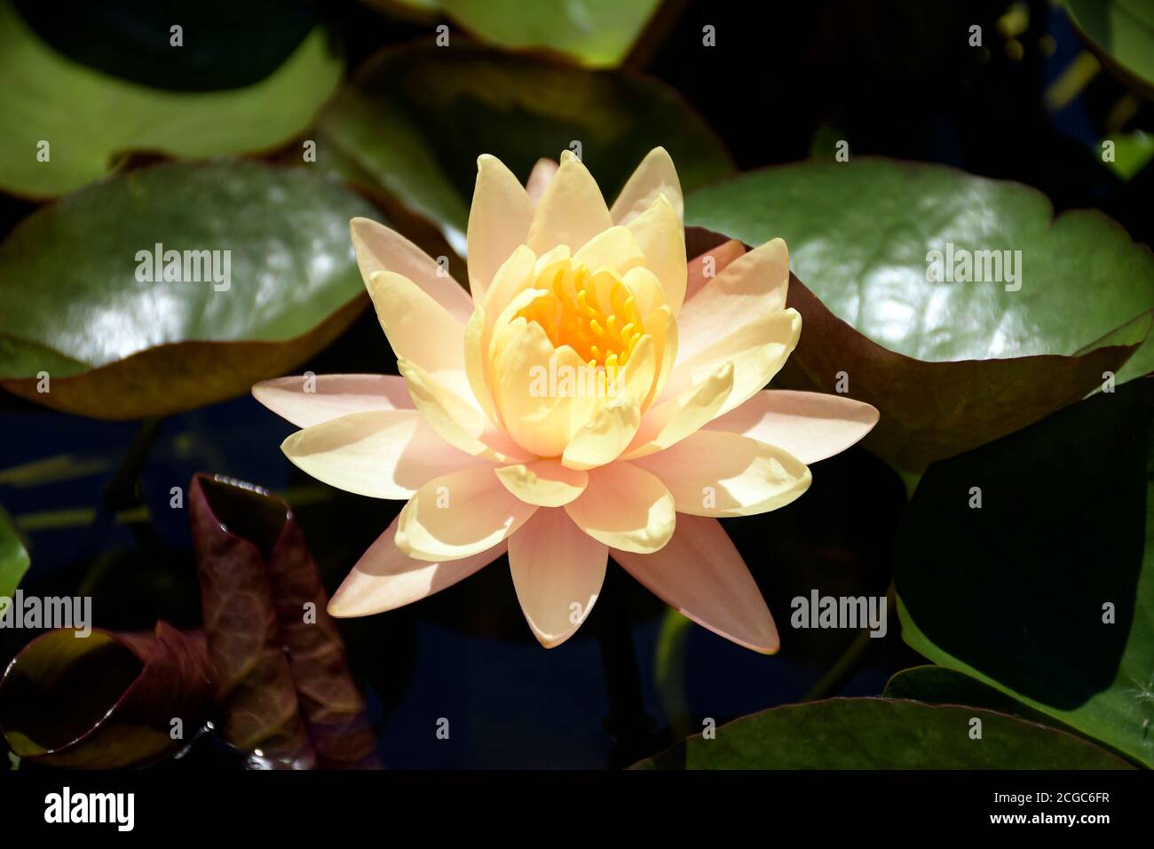 Beautiful flower of Pink and yellow color of water lily on natural habitat background. Stock Photo