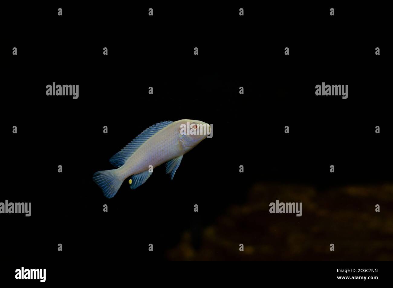 Silver small fish in the aquarium Stock Photo - Alamy