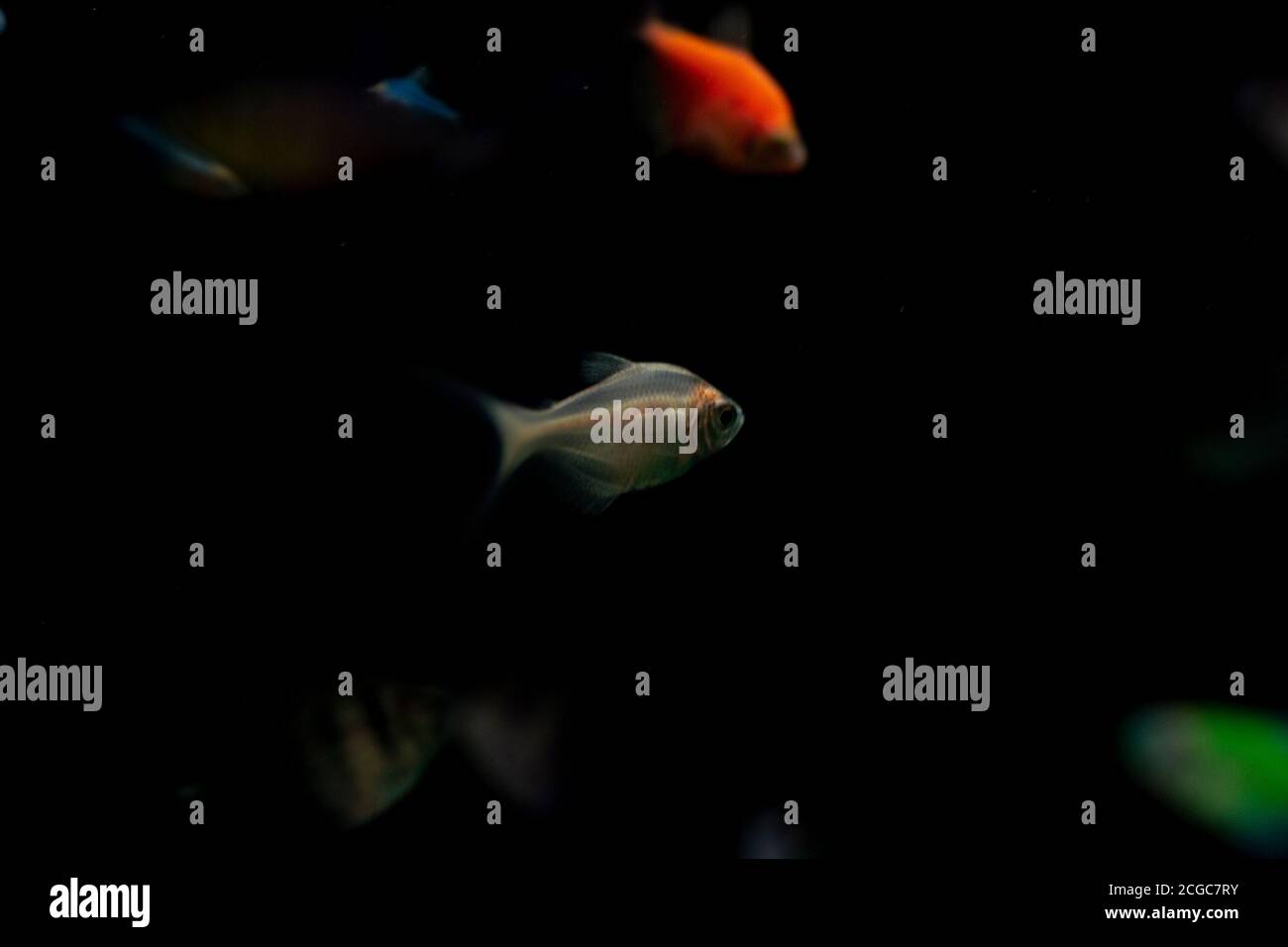 Small Multiple Fish Multicolored fish hi-res stock photography and images - Alamy