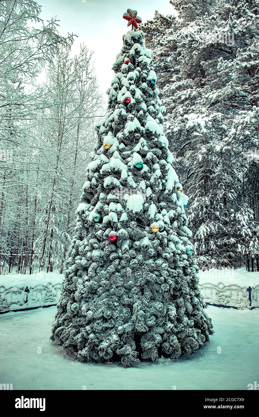 Christmas tree on Christmas day in the woods Stock Photo - Alamy