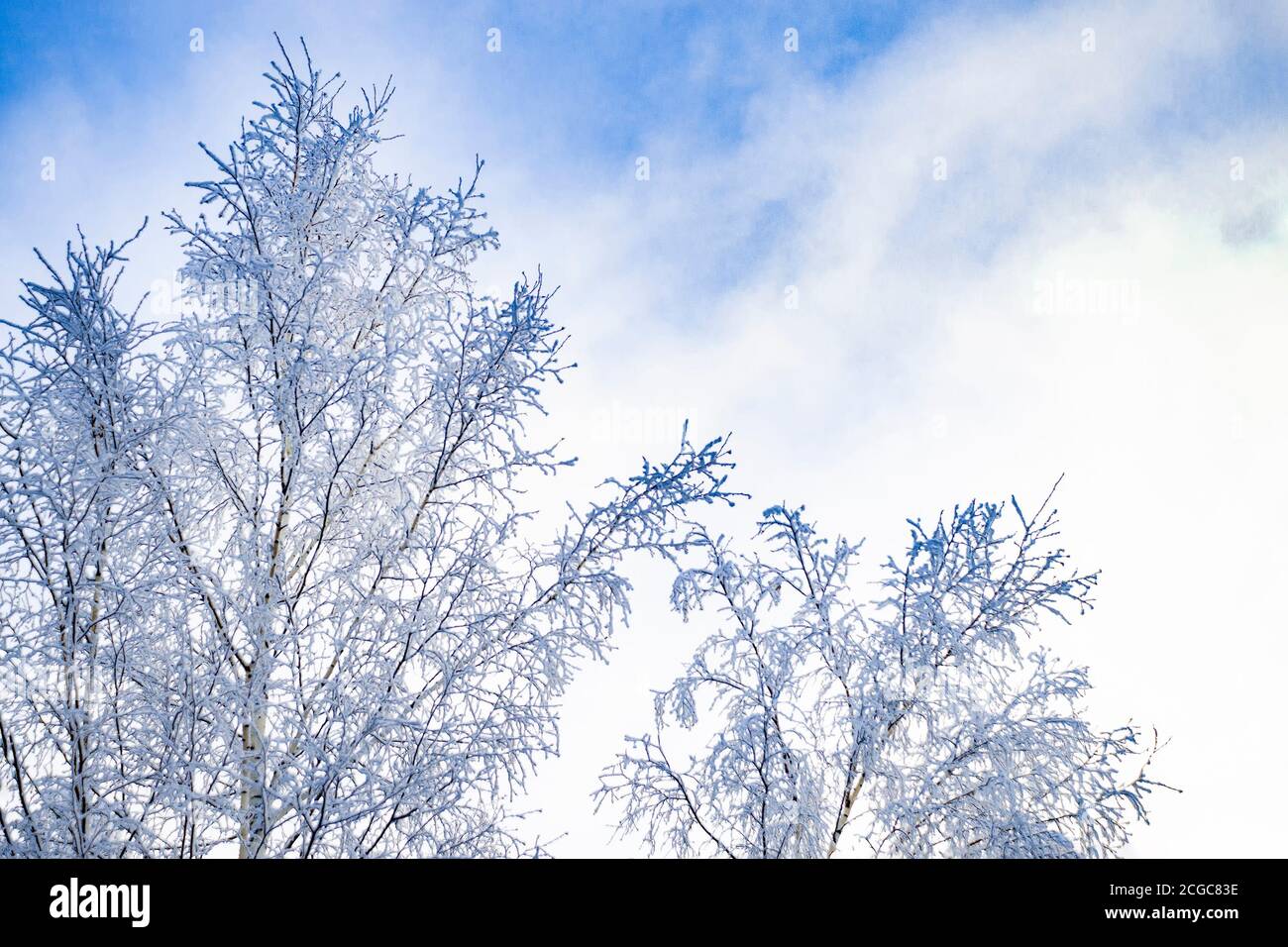 Snow-covered birch trees in other. View from front in Siberia Stock Photo