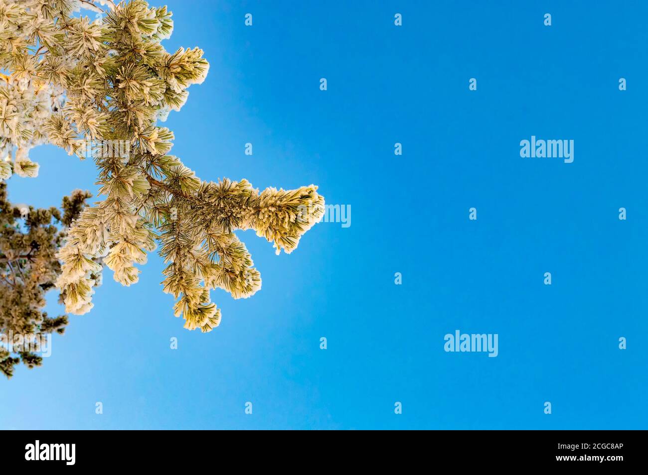 Branch of Siberian pine in snow against sky. Place to text. Stock Photo