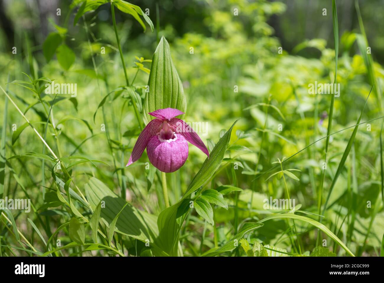 Rare wild orchid grandiflora Lady's Slipper (Cypripedium macranthos) in a green forest grass on a sunny day. Stock Photo