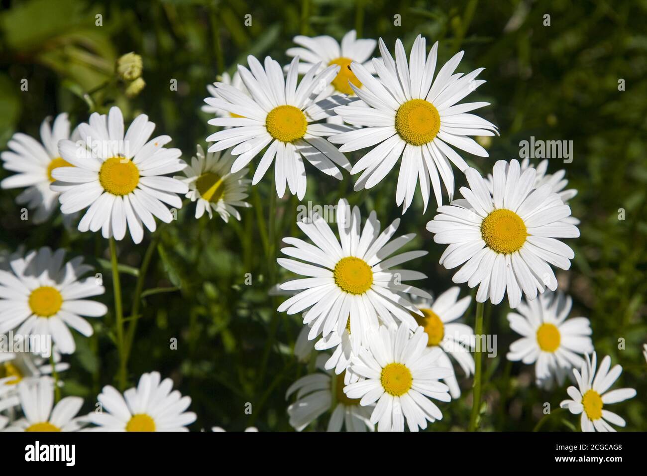 French Chrysanthemum Taiwan Stock Photo Alamy