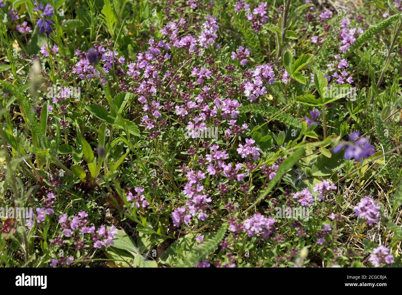 Medicinal shrub thyme plant (Thymus serpyllum) creeping grows on a green meadow in summer. Stock Photo