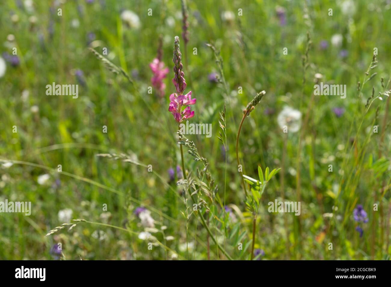 Meadow flower Sainfoin (Onobrychis viciifolia) grows in a field on a green background of miscellaneous herbs. Stock Photo