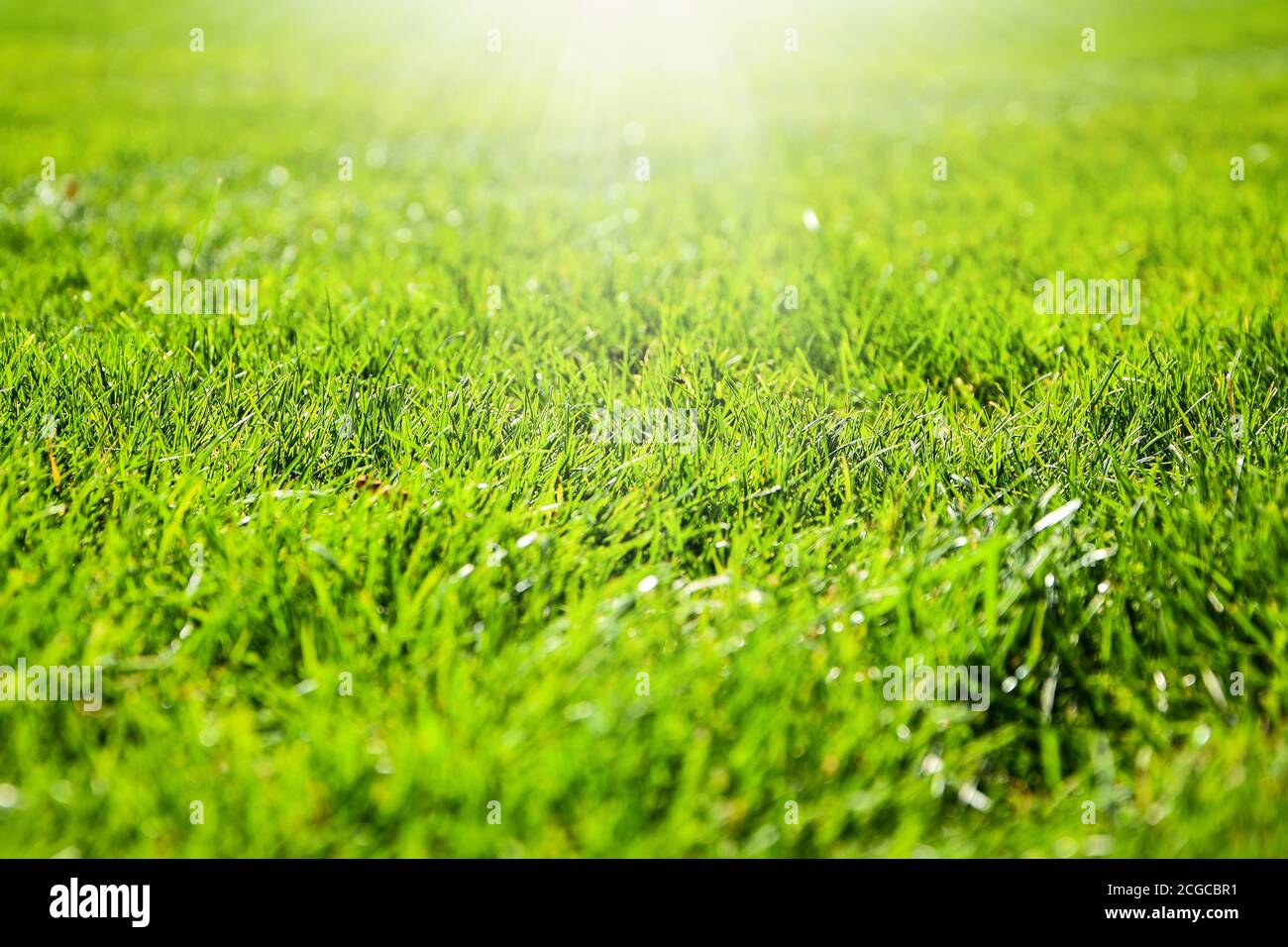 Close up detail of a green grass field illuminated by a nice soft light.  Sunlight. Mockup. Copy space for text. green grass texture, green background  Stock Photo - Alamy
