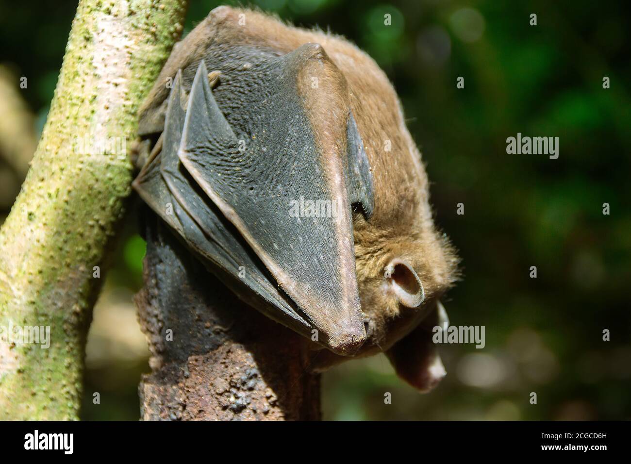 Tropical Rainforest Vampire Bats