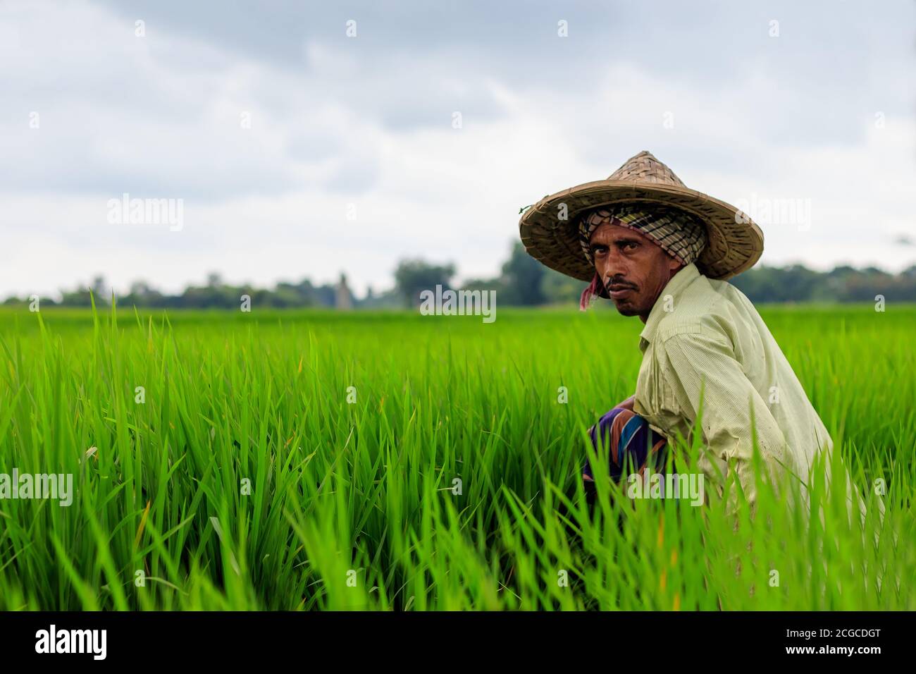 A farmer working on paddy field/rice field in a village at Rajshahi in ...