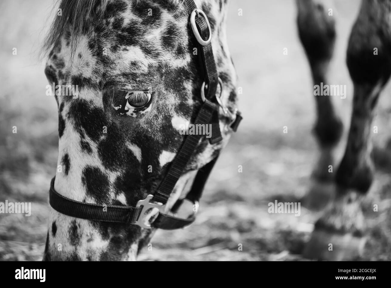 Black-and-white close-up portrait of a beautiful spotted horse with white eyelashes and a halter on its muzzle that grazes and eats. Stock Photo