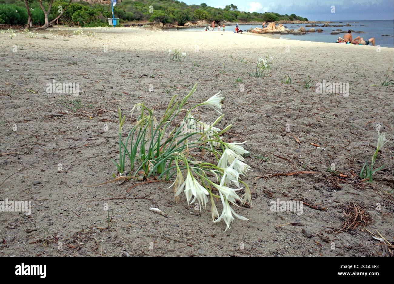 Sea daffodil (pancratium maritimum) in Porto Ottiolu beach, Sardinia, Italy Stock Photo