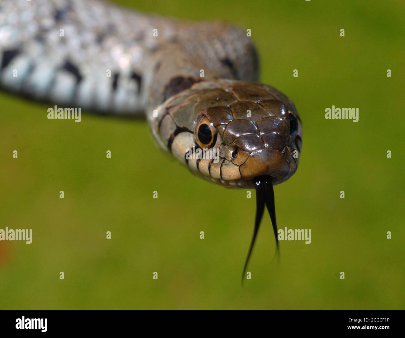 European Grass Snake aka Ringed Snake. Latin name: Natrix natrix helvetica. Recognized by the yellow and black collar markings and olive green/olive b Stock Photo