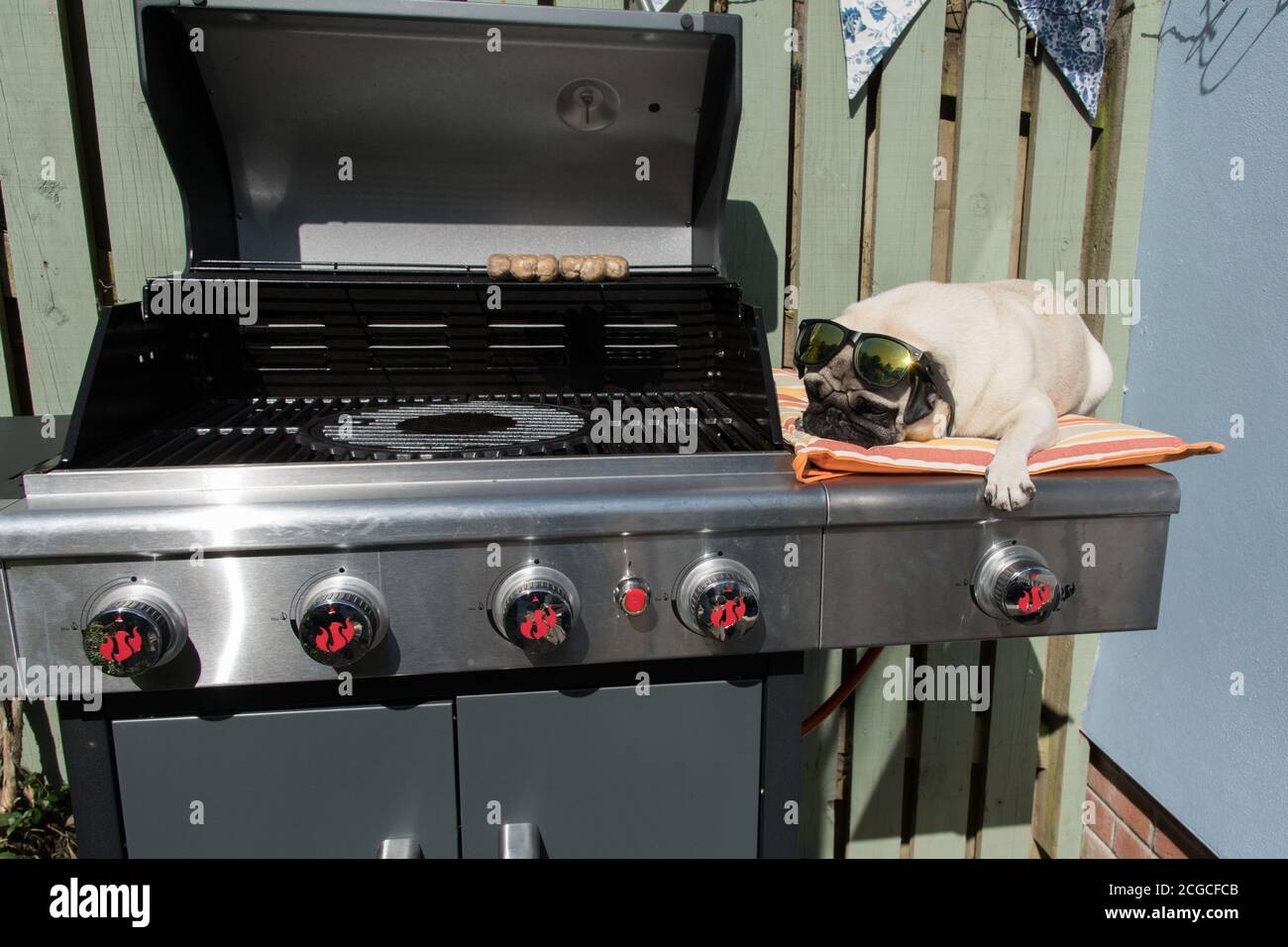 Pug Dog in the sunshine sitting next to a barbecue looking at sausages Stock Photo