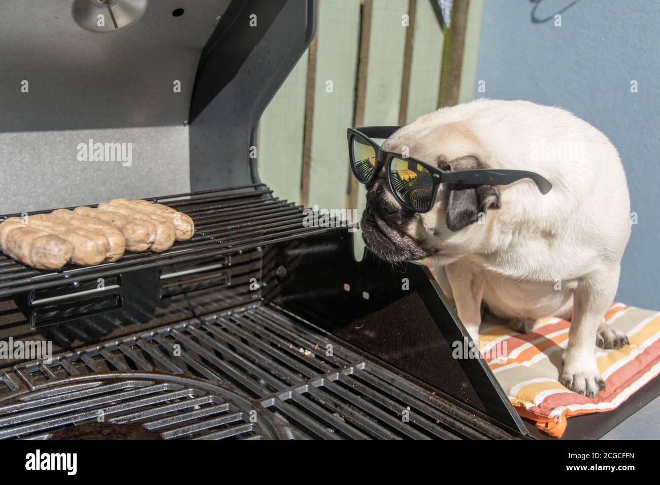 Pug Dog in the sunshine sitting next to a barbecue looking at sausages Stock Photo