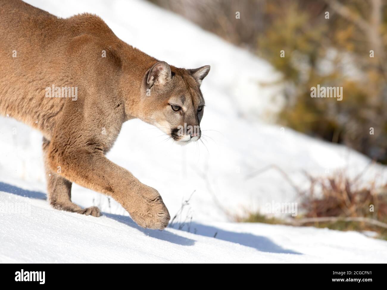 Cougar or Mountain lion (Puma concolor) walking through the mountains in  the winter snow in Montana, USA Stock Photo - Alamy