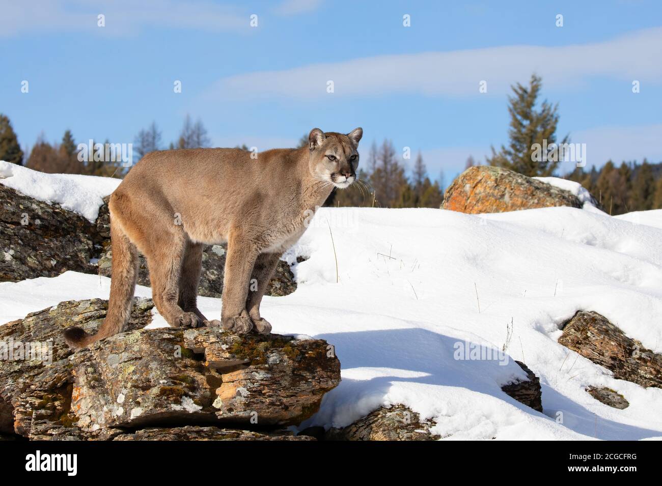Cougar or Mountain lion (Puma concolor) walking through the mountains in the winter snow in Montana, USA Stock Photo