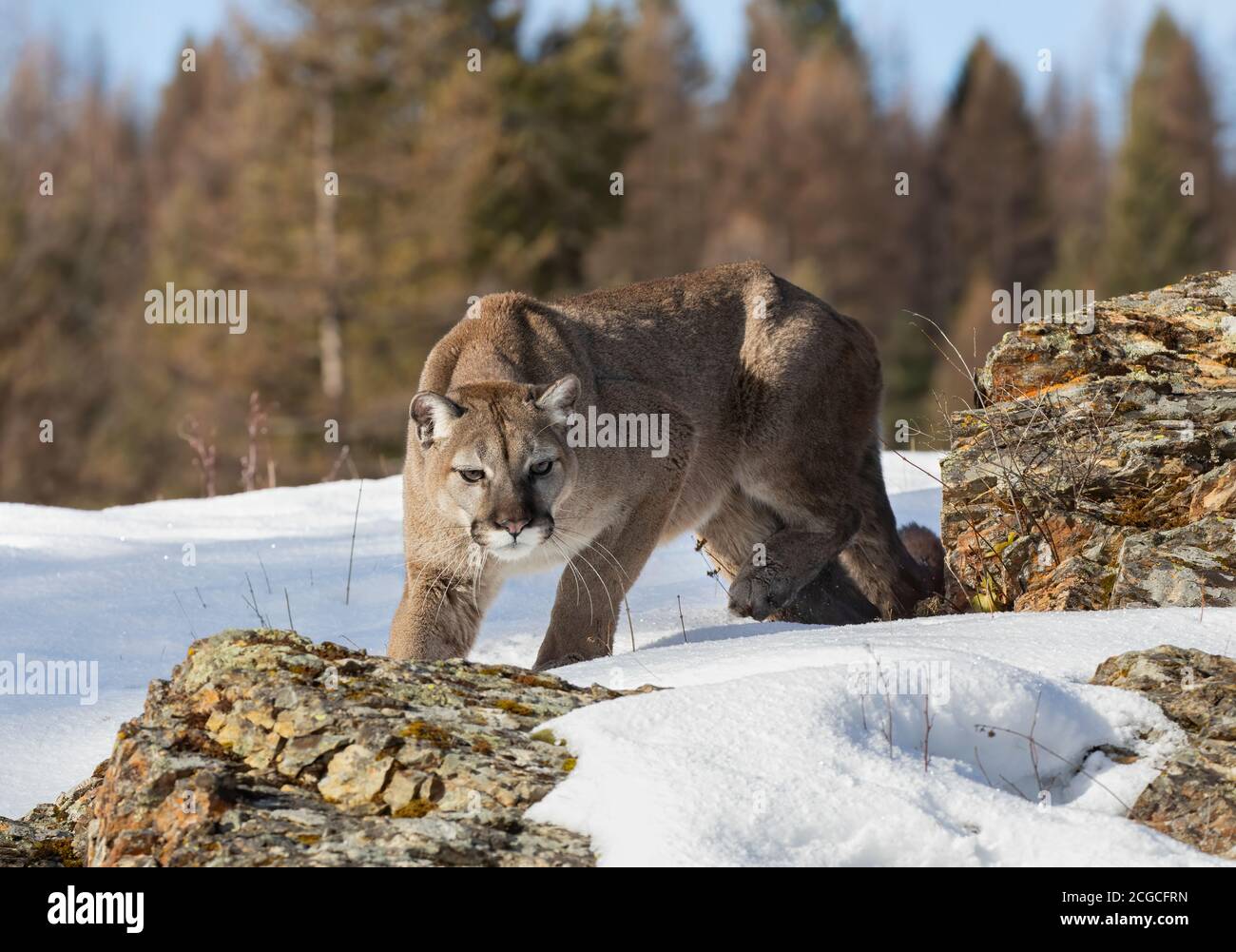 Cougar or Mountain lion (Puma concolor) walking through the mountains in the winter snow in Montana, USA Stock Photo