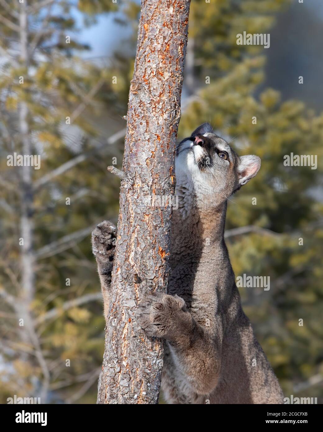 Cougar or Mountain lion (Puma concolor) climbing tree after a squirrel winter Stock Photo