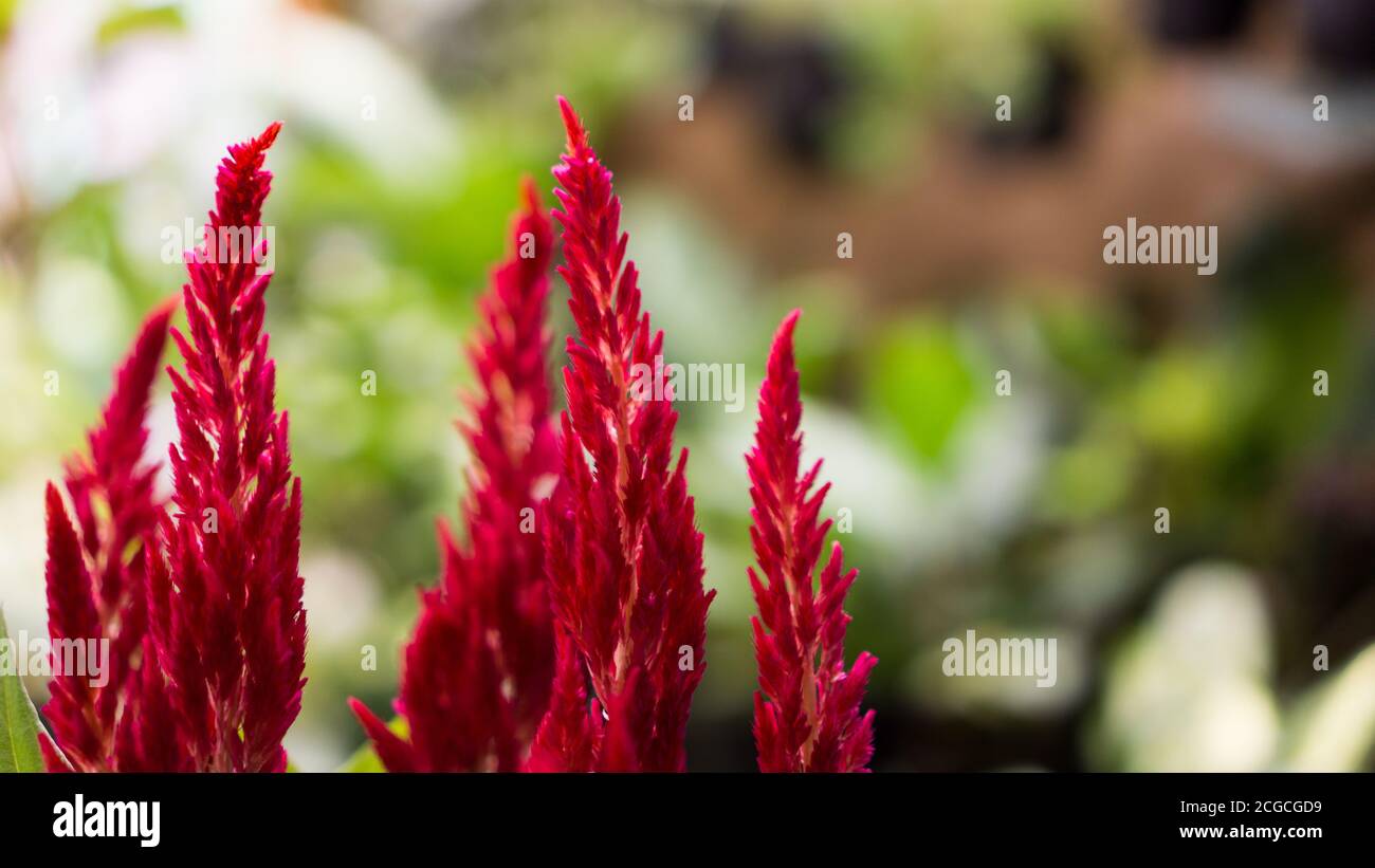 Celosia the Red Velvet Flower Stock Photo - Alamy