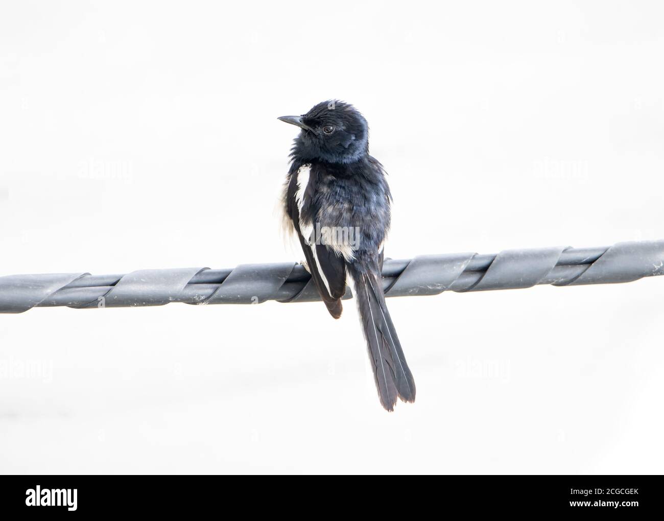 A small bird standing on a wire. Oriental Magpie Robin - Copsychus saularis sits on a electricity cable at city street, Thailand. Stock Photo