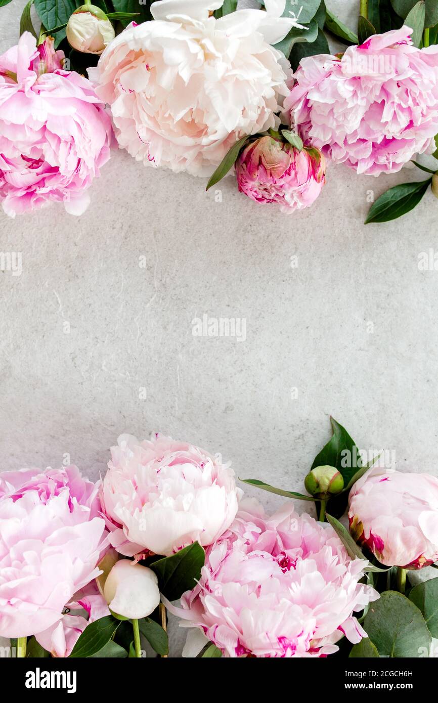 Frame made of pink peonies flower on gray background. Flat lay, top ...