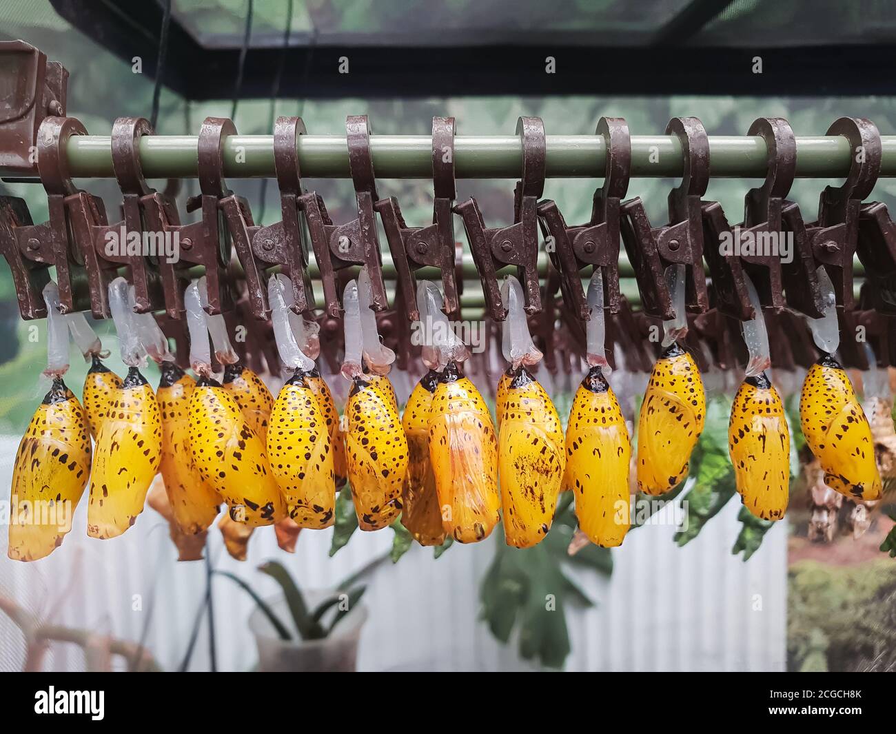 Butterfly dolls. Bright yellow cocoons of butterflies hang on clothespins in anticipation of hatching. Artificial breeding Stock Photo