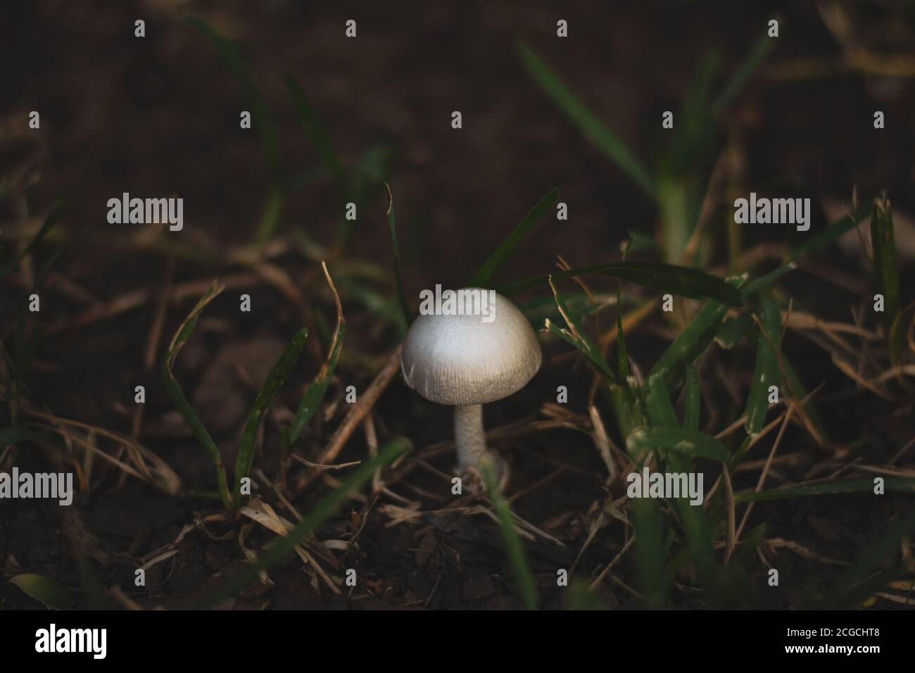 One small white isolated mushroom in grass Stock Photo