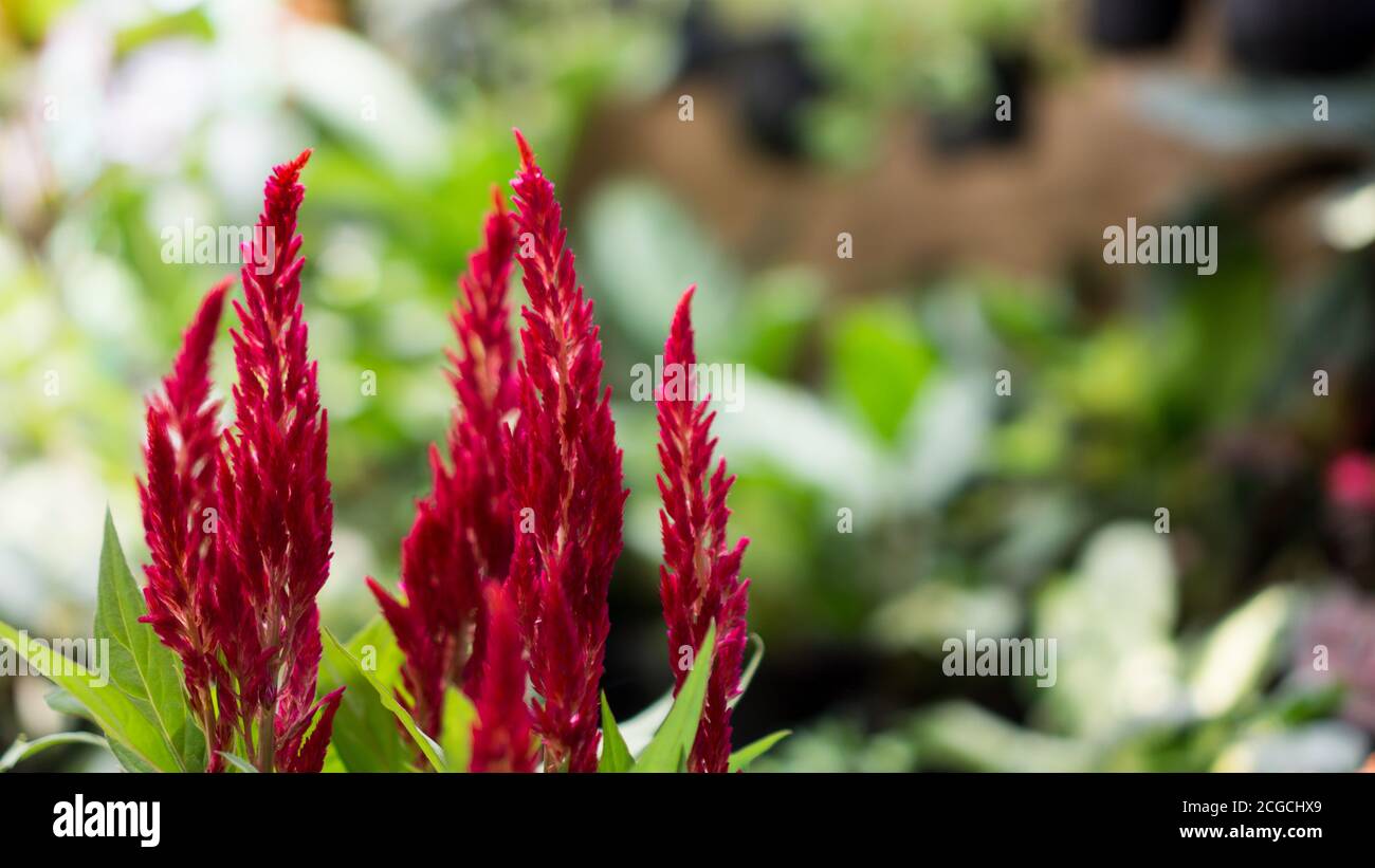 Celosia the Red Velvet Flower Stock Photo - Alamy