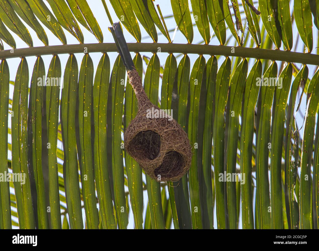 A bird nest hang under leaf of palm tree. The long pendulous nesting