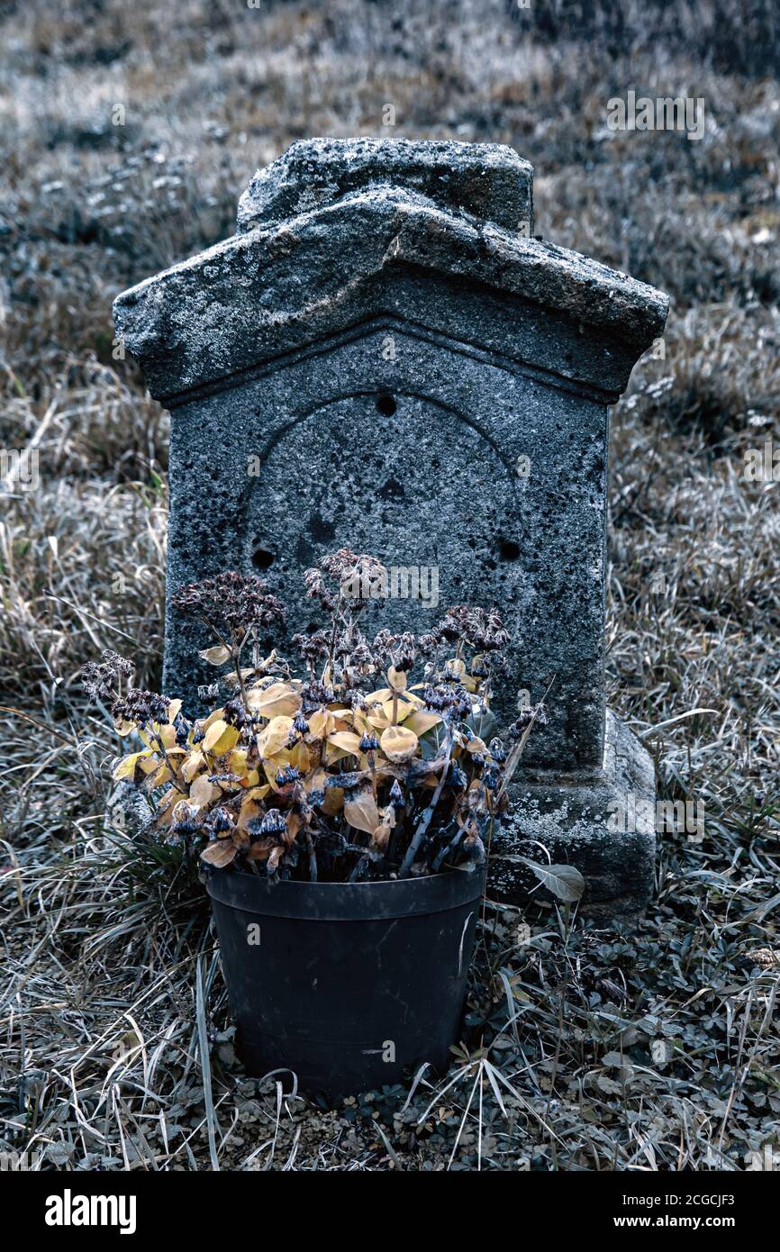 A ancient tombstone with withered flowers in a flowerpot Stock Photo