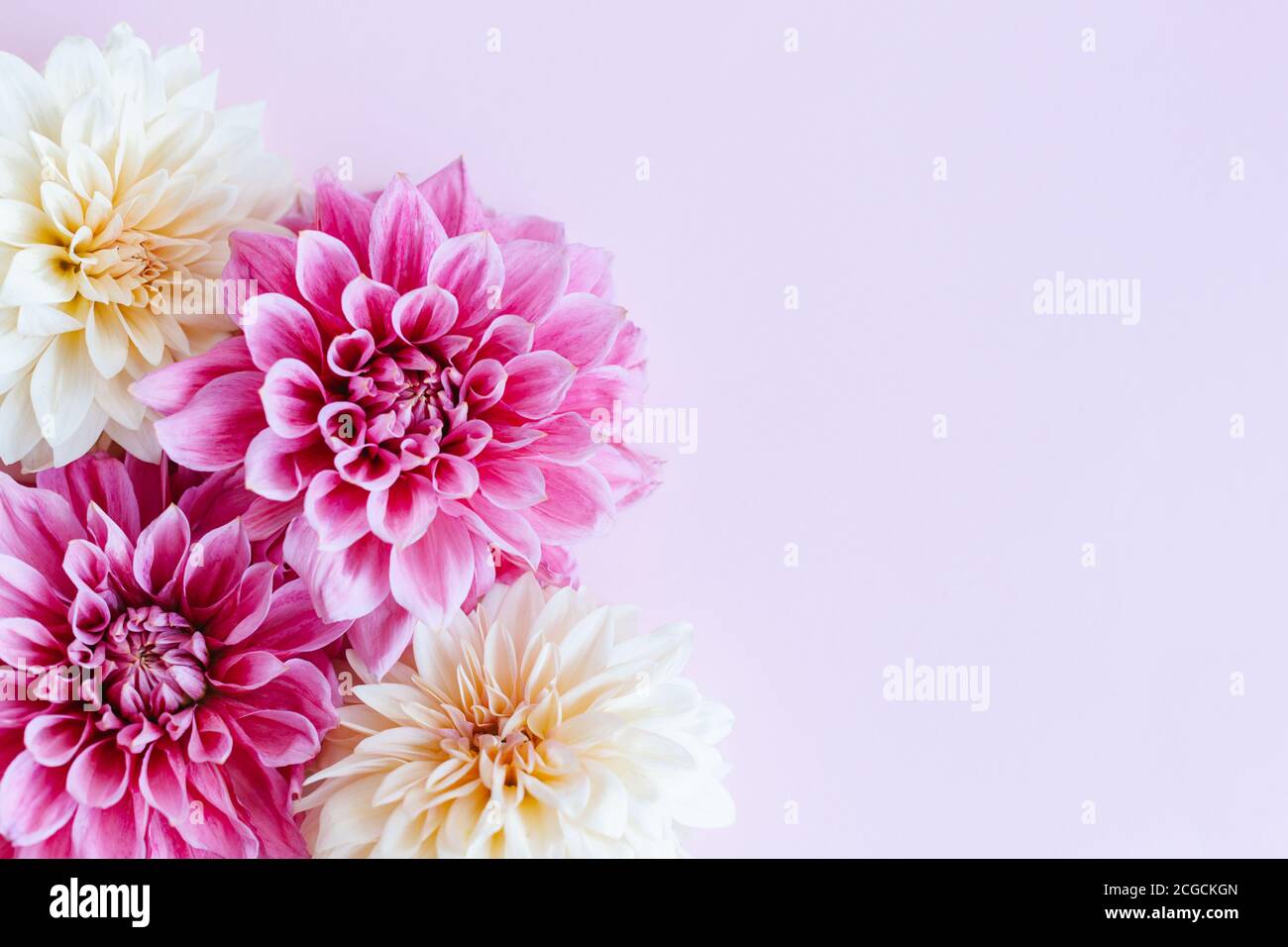 Amazing Dahlia flowers in pink and cream colors on a pink pastel