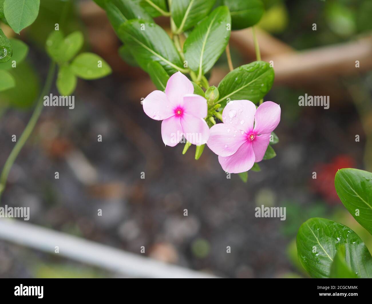 pink color Common name West Indian, Madagascar, Bringht eye, Indian, Cape, Pinkle-pinkle, Vinca, Cayenne jasmine, Rose periwinkle, Old maid Scientific Stock Photo