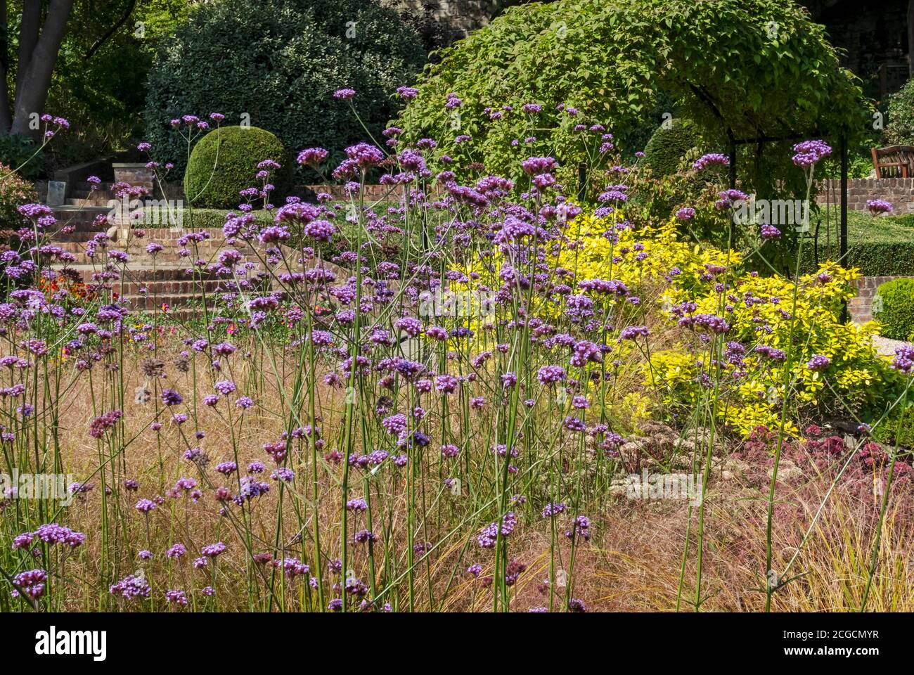 Verbena bonariensis flowering purple flowers in a herbaceous border in a cottage garden summer England UK United Kingdom GB Great Britain Stock Photo