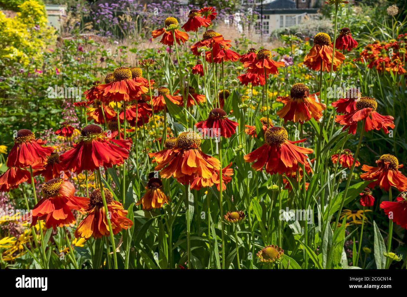 Close up of orange sneezeweed helenium flowers in summer garden England UK United Kingdom GB Great Britain Stock Photo