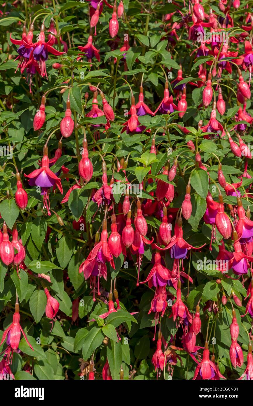Close up of hardy pink and purple fuchsia ‘Tom Thumb’ growing in a border in summer England UK United Kingdom GB Great Britain Stock Photo