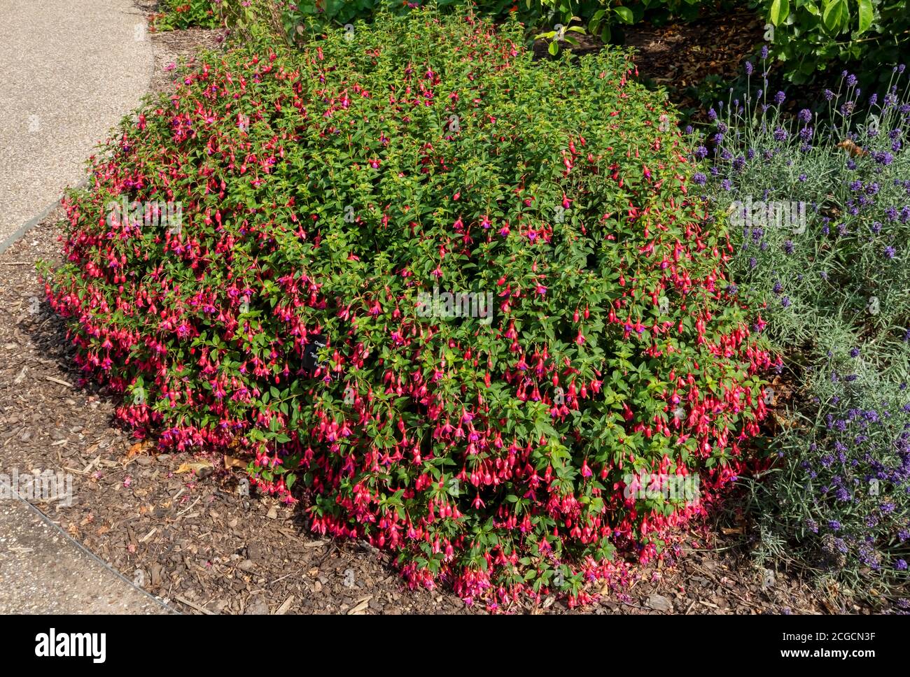 Hardy pink and purple fuchsia ‘Tom Thumb’ growing in a border in summer England UK United Kingdom GB Great Britain Stock Photo