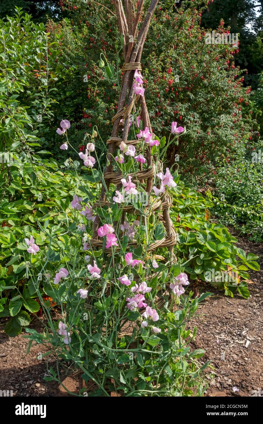 Sweet peas (lathyrus odoratus) flowers growing up a willow obelisk plant support in summer garden England UK United Kingdom GB Great Britain Stock Photo
