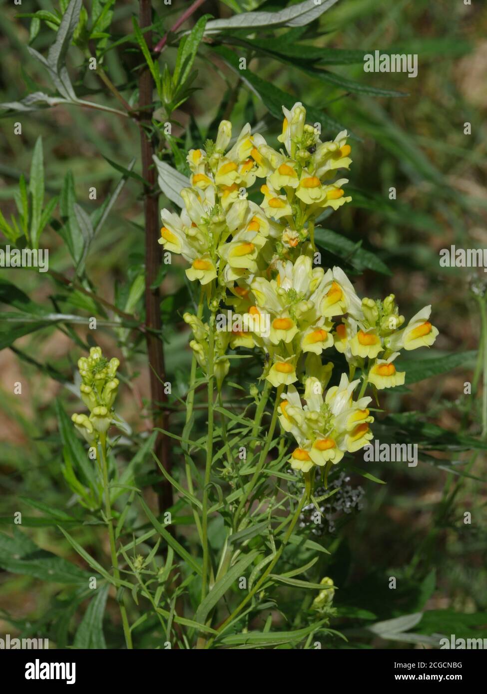 yellow flowers of toadflax medicinal plant in folk medicine Stock Photo