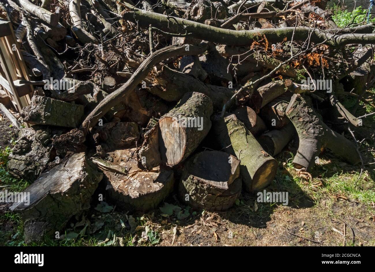 Close up of woodpile in a park pile of sawn wood England UK United Kingdom GB Great Britain Stock Photo