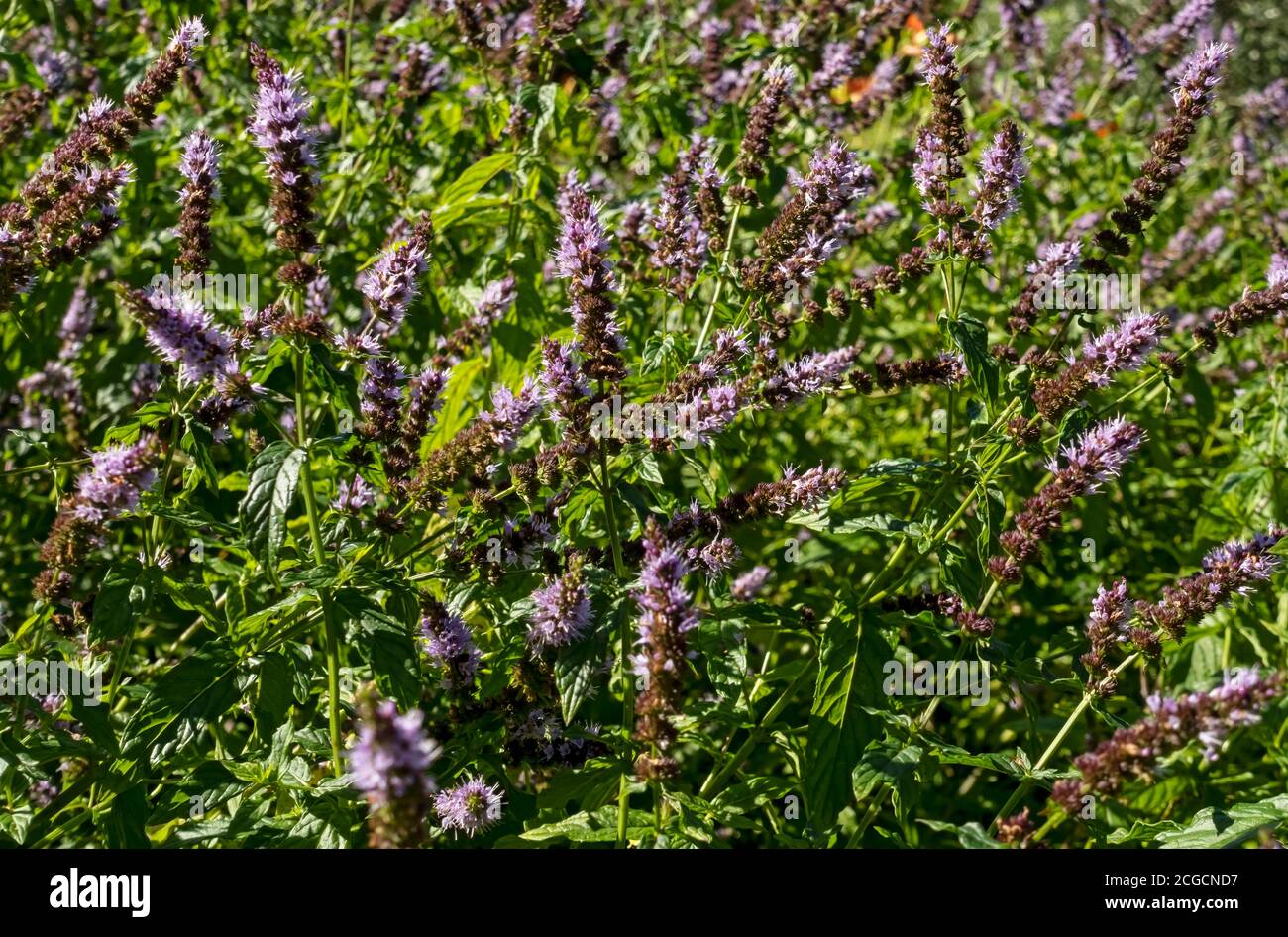 Close up of purple mint shrub plant flower flowers growing in a summer herb garden England UK United Kingdom GB Great Britain Stock Photo